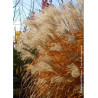 MISCANTHUS sinensis GRAZIELLA (Roseau de Chine, herbe à éléphant, eulalie)