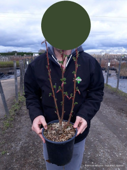 RIBES sanguineum RED BROSS En pot de 4-5 litres