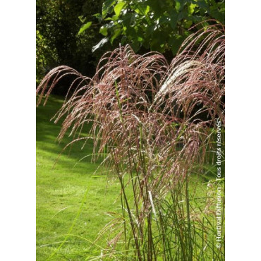 MISCANTHUS sinensis GRAZIELLA (Roseau de Chine, herbe à éléphant, eulalie)