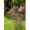 MISCANTHUS sinensis GRAZIELLA (Roseau de Chine, herbe à éléphant, eulalie)