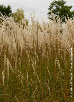 MISCANTHUS sinensis GRAZIELLA