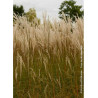 MISCANTHUS sinensis GRAZIELLA (Roseau de Chine, herbe à éléphant, eulalie)