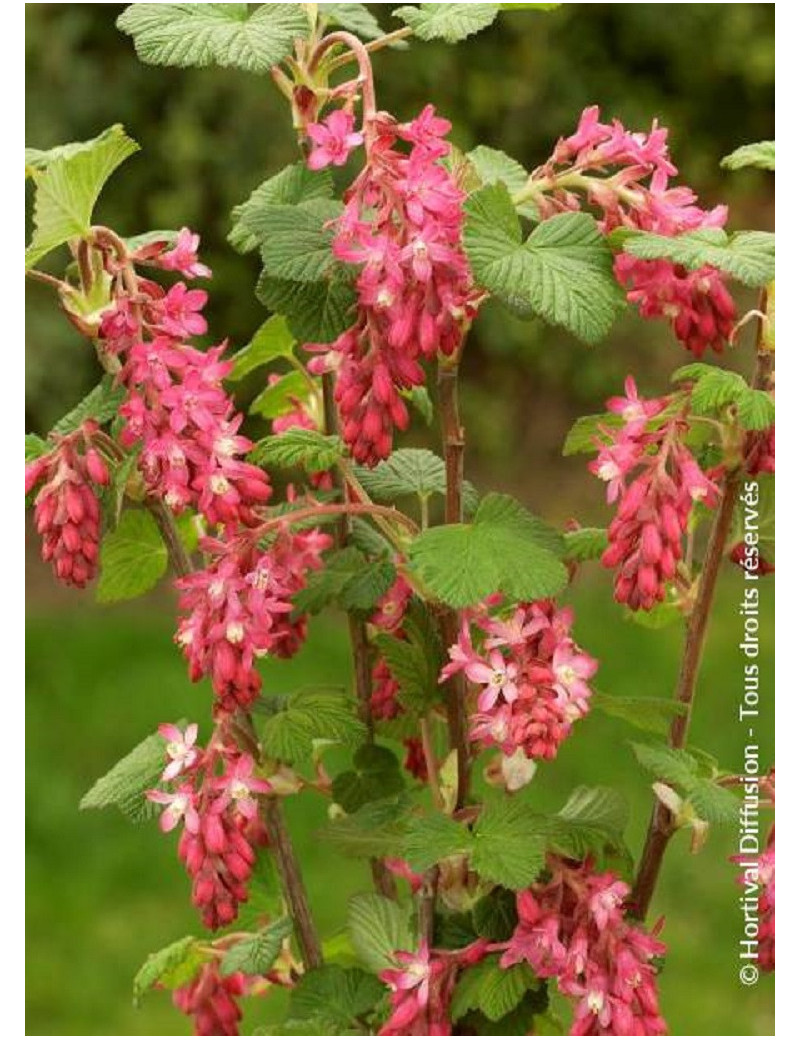 RIBES sanguineum RED BROSS® (Groseillier à fleurs)