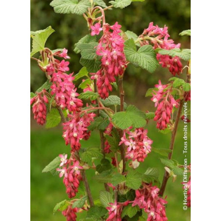 RIBES sanguineum RED BROSS® (Groseillier à fleurs)