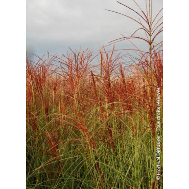 MISCANTHUS sinensis MORNING LIGHT (Roseau de Chine, herbe à éléphant, eulalie)