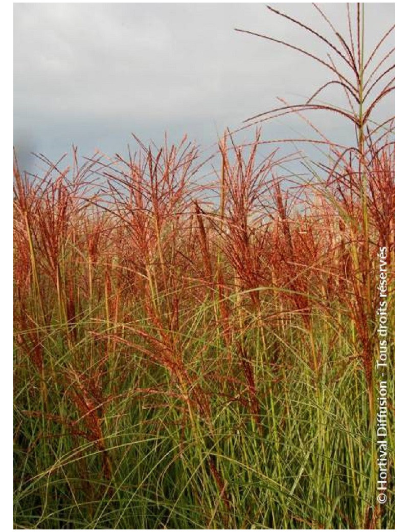 MISCANTHUS sinensis MORNING LIGHT (Roseau de Chine, herbe à éléphant, eulalie)