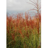 MISCANTHUS sinensis MORNING LIGHT (Roseau de Chine, herbe à éléphant, eulalie)