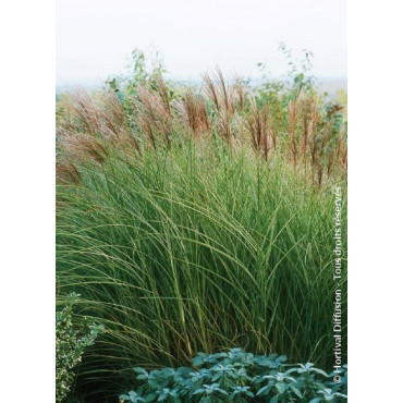 MISCANTHUS sinensis MORNING LIGHT (Roseau de Chine, herbe à éléphant, eulalie)