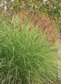 MISCANTHUS sinensis MORNING LIGHT