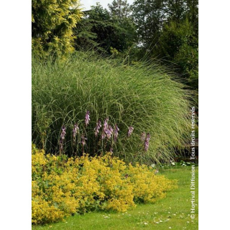 MISCANTHUS sinensis MORNING LIGHT (Roseau de Chine, herbe à éléphant, eulalie)