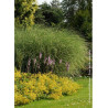 MISCANTHUS sinensis MORNING LIGHT (Roseau de Chine, herbe à éléphant, eulalie)