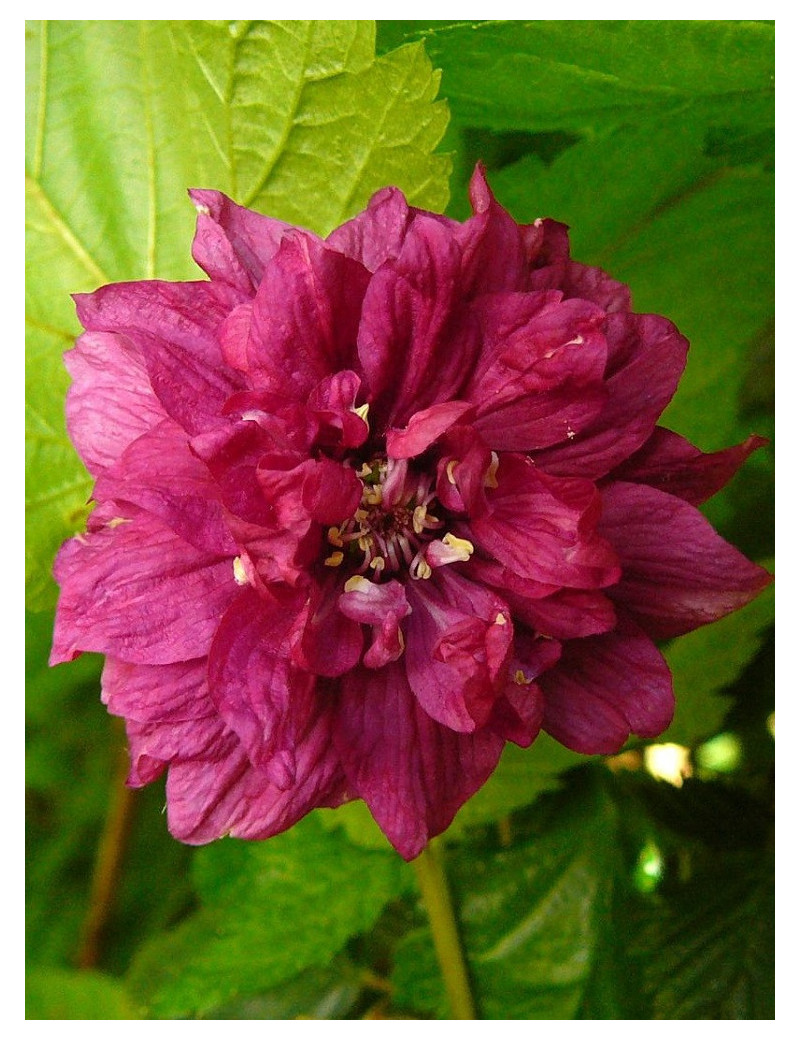 RUBUS spectabilis FLORE PLENO (Ronce d'ornement aux fleurs doubles)