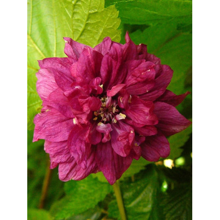 RUBUS spectabilis FLORE PLENO (Ronce d'ornement aux fleurs doubles)