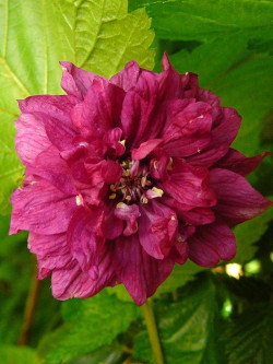 RUBUS spectabilis FLORE PLENO