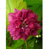 RUBUS spectabilis FLORE PLENO (Ronce d'ornement aux fleurs doubles)