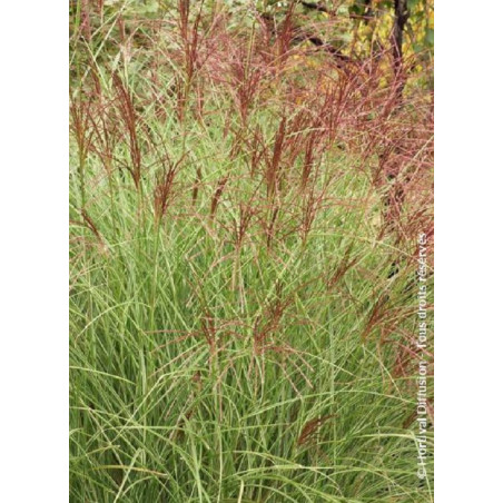 MISCANTHUS sinensis MORNING LIGHT (Roseau de Chine, herbe à éléphant, eulalie)
