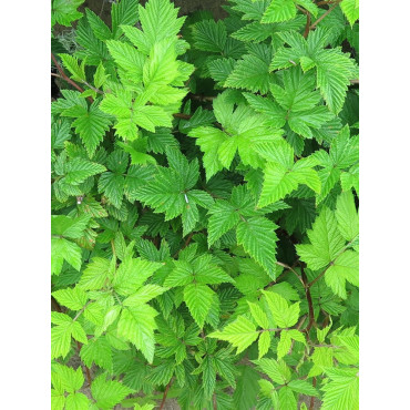 RUBUS spectabilis FLORE PLENO (Ronce d'ornement aux fleurs doubles)