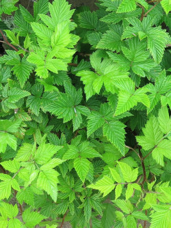 RUBUS spectabilis FLORE PLENO