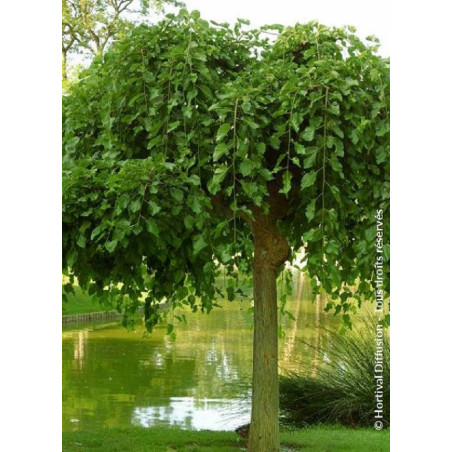 MORUS alba PENDULA (Mûrier blanc pleureur)