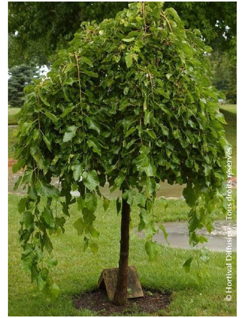 MORUS alba PENDULA (Mûrier blanc pleureur)