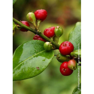 SARCOCOCCA ruscifolia (Sarcocoque à feuilles de Ruscus)