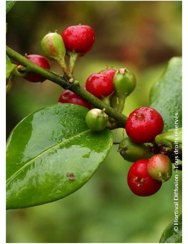 SARCOCOCCA ruscifolia (Sarcocoque à feuilles de Ruscus)