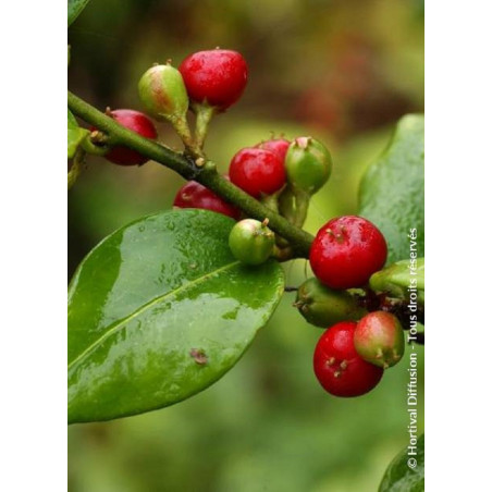 SARCOCOCCA ruscifolia (Sarcocoque à feuilles de Ruscus)