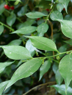 SARCOCOCCA ruscifolia