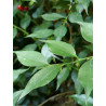 SARCOCOCCA ruscifolia (Sarcocoque à feuilles de Ruscus)