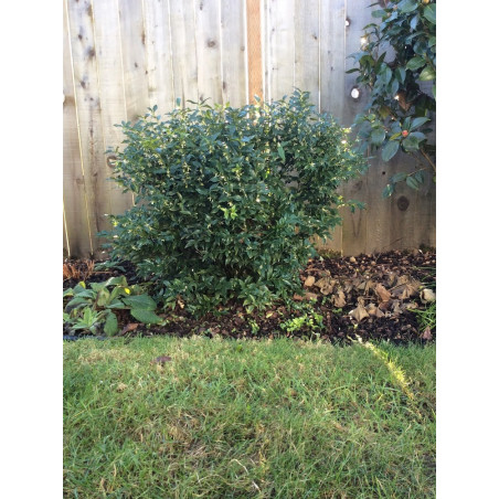 SARCOCOCCA ruscifolia (Sarcocoque à feuilles de Ruscus)