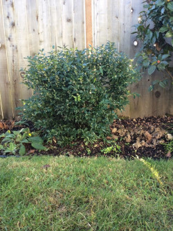 SARCOCOCCA ruscifolia