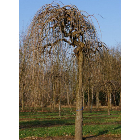 MORUS alba PENDULA (Mûrier blanc pleureur)
