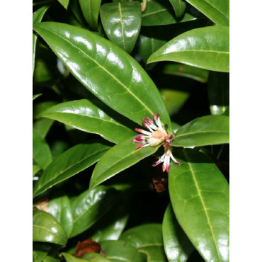 SARCOCOCCA hookeriana Humilis (Sarcocoque nain parfumé)