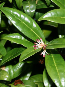 SARCOCOCCA hookeriana Humilis