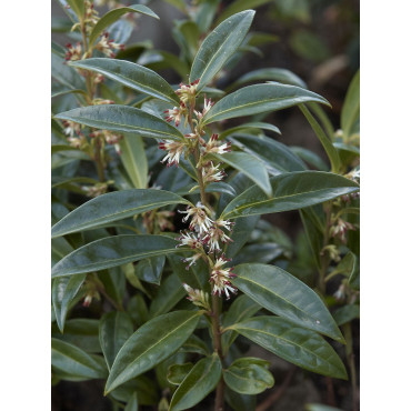 SARCOCOCCA hookeriana Humilis (Sarcocoque nain parfumé)