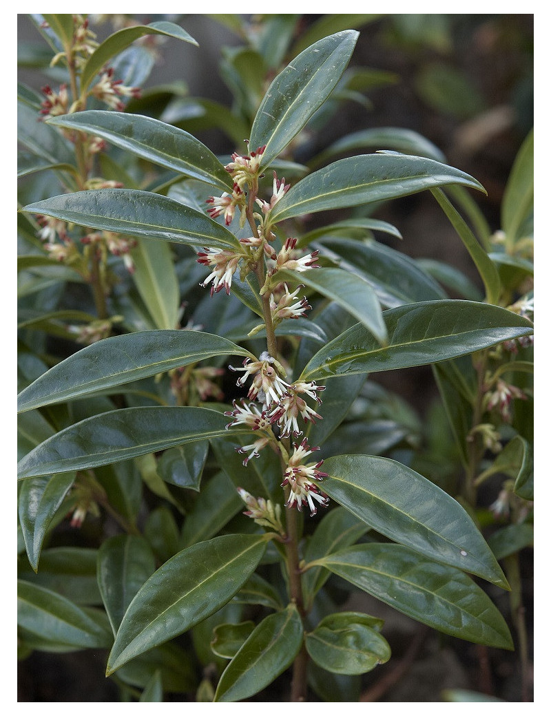 SARCOCOCCA hookeriana Humilis (Sarcocoque nain parfumé)