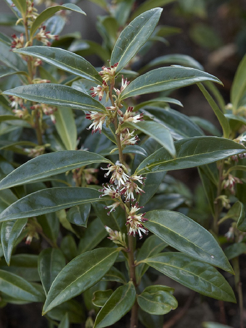 SARCOCOCCA hookeriana Humilis