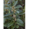 SARCOCOCCA hookeriana Humilis (Sarcocoque nain parfumé)