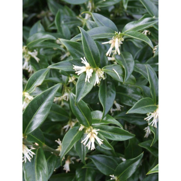 SARCOCOCCA hookeriana Humilis (Sarcocoque nain parfumé)