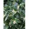 SARCOCOCCA hookeriana Humilis (Sarcocoque nain parfumé)