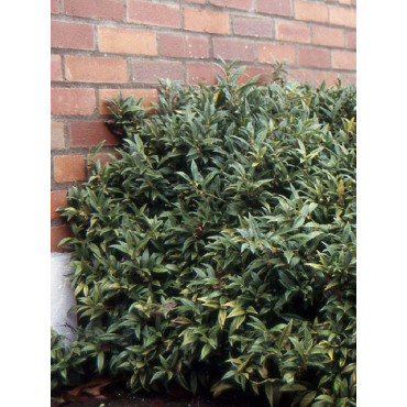 SARCOCOCCA hookeriana Humilis (Sarcocoque nain parfumé)