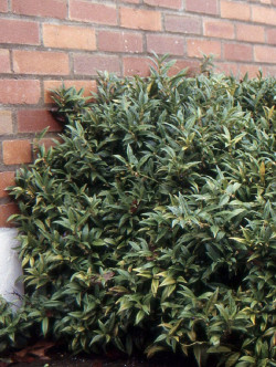 SARCOCOCCA hookeriana Humilis