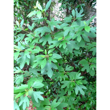 SASSAFRAS albidum (Laurier des Iroquois)