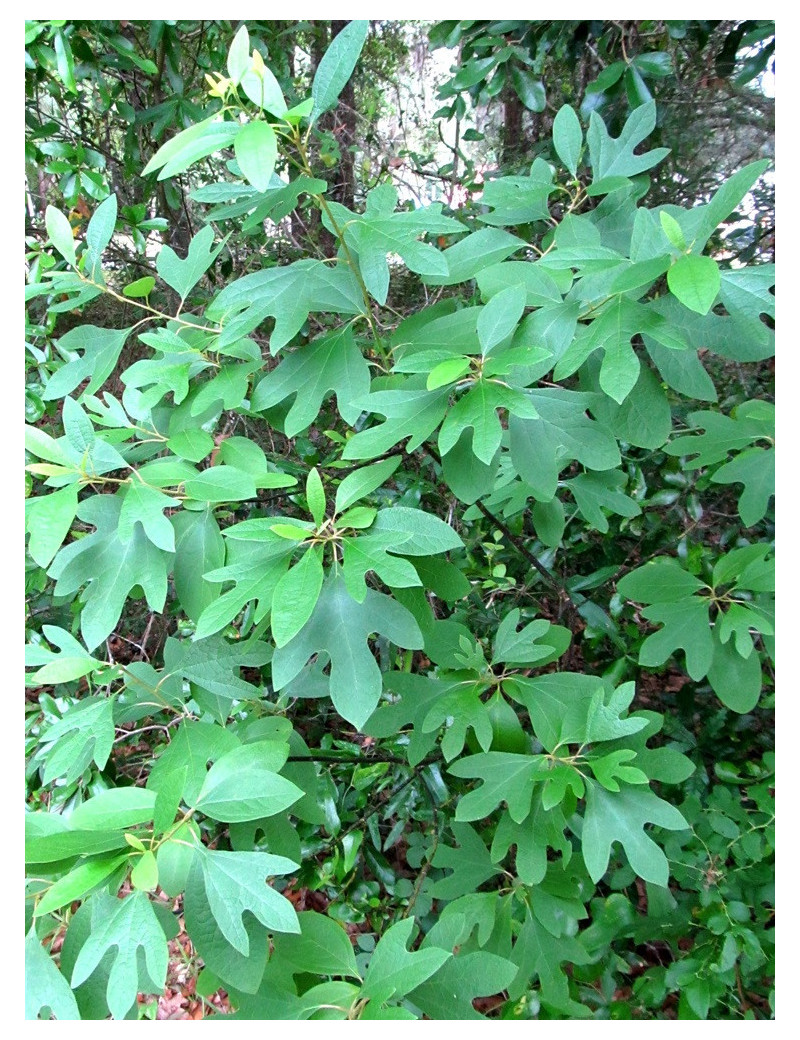 SASSAFRAS albidum (Laurier des Iroquois)