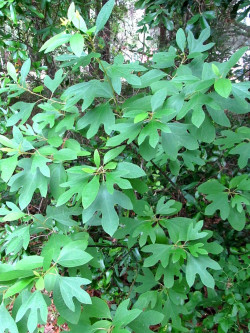 SASSAFRAS albidum