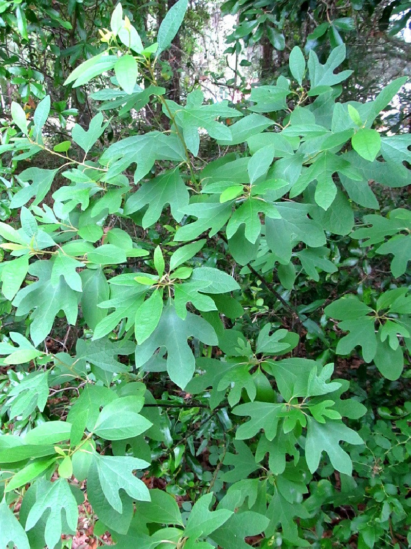 SASSAFRAS albidum