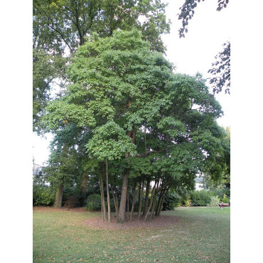 SASSAFRAS albidum (Laurier des Iroquois)