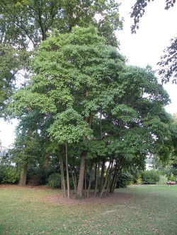 SASSAFRAS albidum