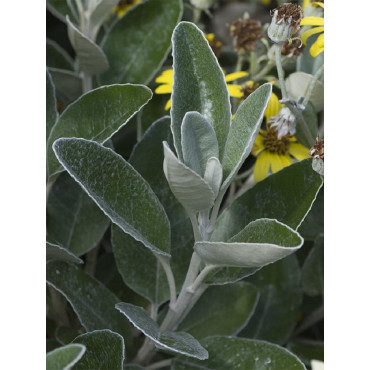 SENECIO greyi (Séneçon en arbre)