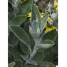 SENECIO greyi (Séneçon en arbre)